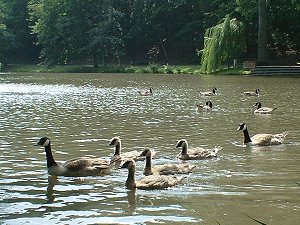 Schwimmunterricht im Stadtpark