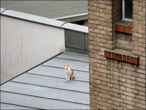 Katze auf dem kalten Blechdach im benachbarten Hinterhof