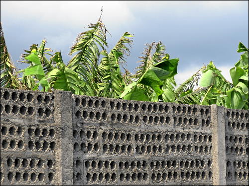 luftdurchlässige Mauer um eine Bananen-Plantage