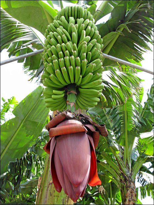 komplette Bananenstaude mit Blütenstand