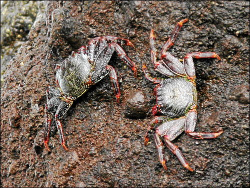 Krabben beim Krabbeln