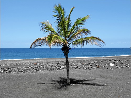 einsame Palme am Strand