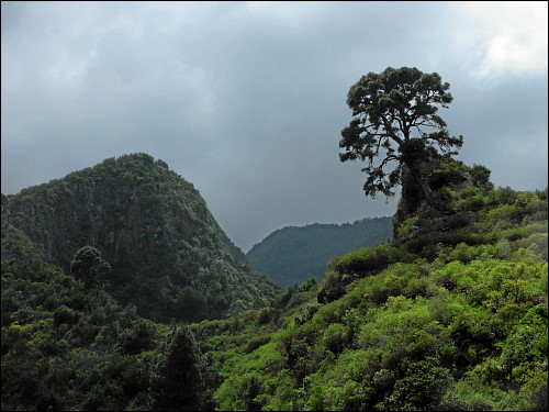 üppiger Regenwald im Nordosten La Palmas