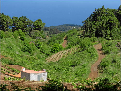 Weinanbau im Westen La Palmas