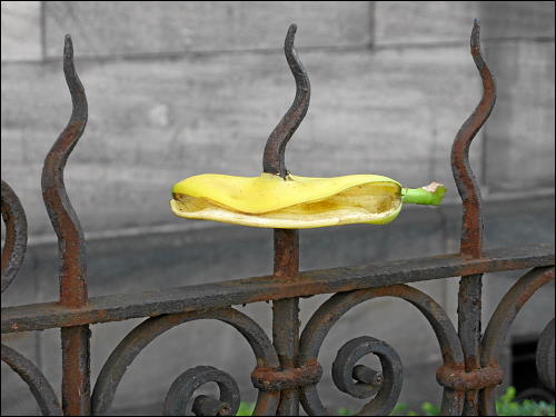 aufgespießte Bananenschale auf einen Zaun an der Karolinenstraße