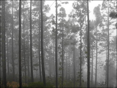 In wolkengetränkten Wäldern