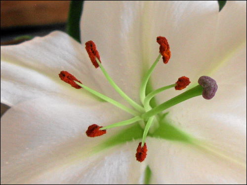 Wunderschön, aber leider nur optisch: Detail einer Lilienblüte