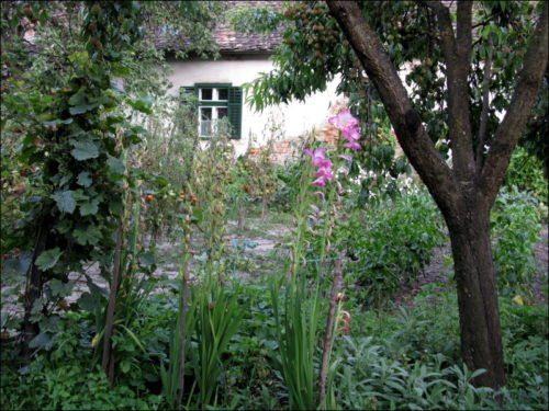 Nicht ganz klein, und immer noch fein: Der Hausgarten von Frau und Herrn Schaas