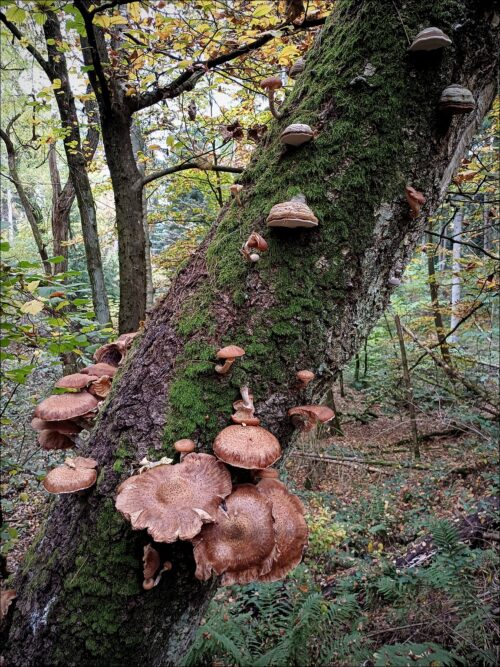 Herbstliches Wuchern im Fürther Stadtwald